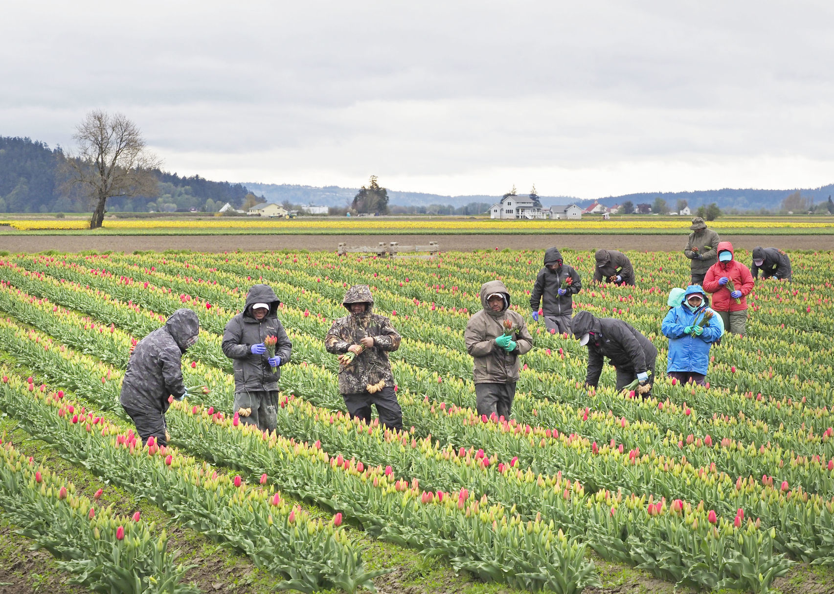 Picking tulips